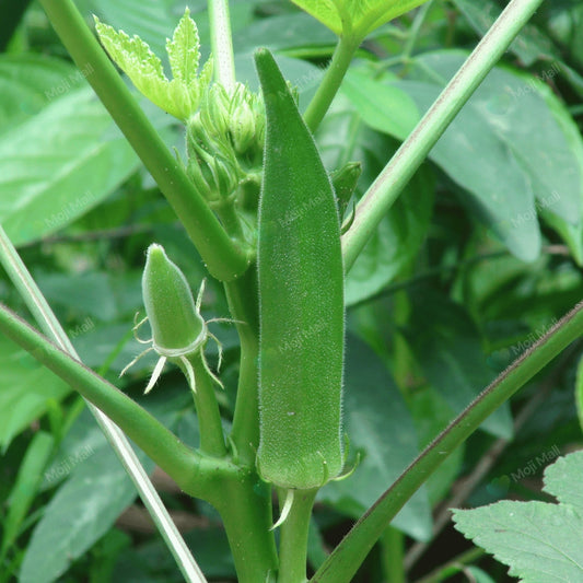 Green okra (bhindi) plant with leaves in a natural setting