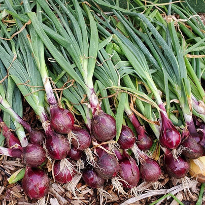 Onion (Pyaz, پیاز) - 200+ Seeds