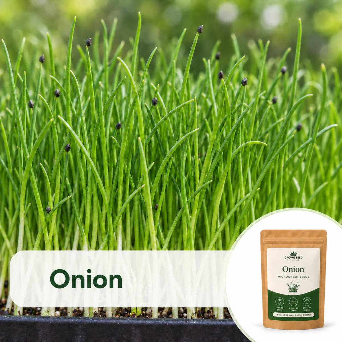 Onion (pyaz) microgreens with upright shoots and black seed husks appear beside a Crown Seed pouch in Moji Mall’s Pakistan range