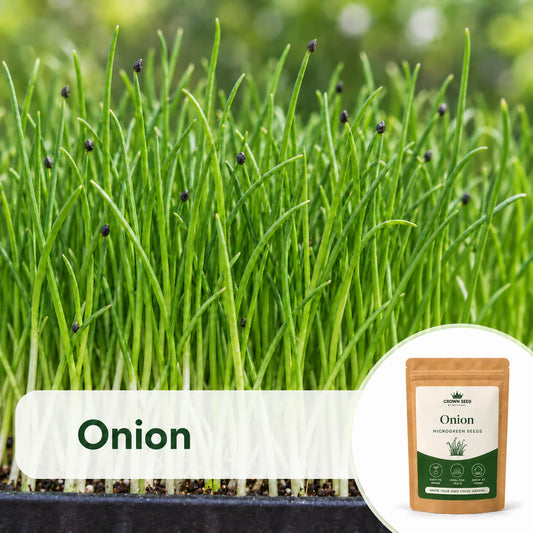 Onion: Microgreens Seeds