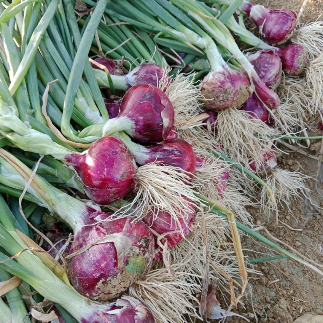 Onion Hazari – 300+ Seeds
