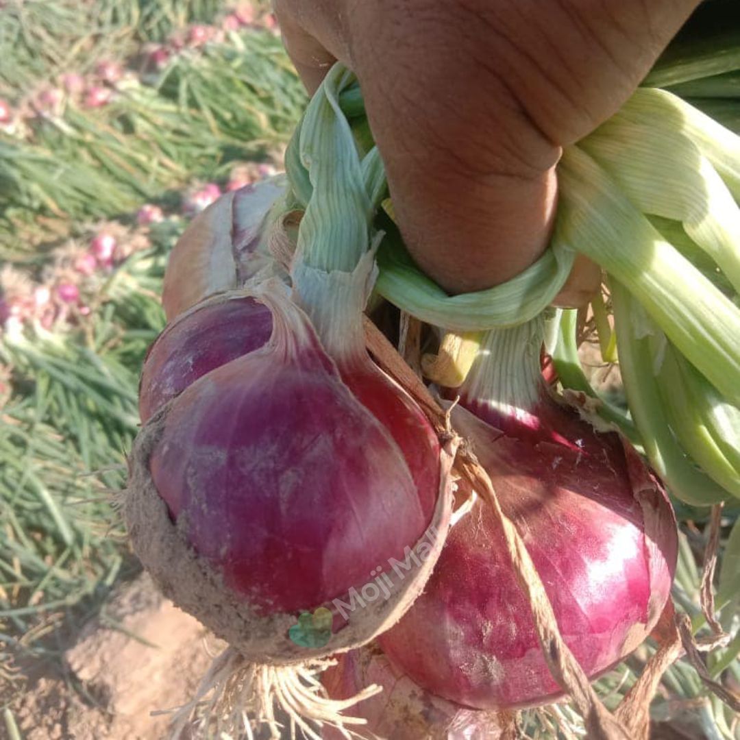 Onion Nasar-puri – 300+ Seeds