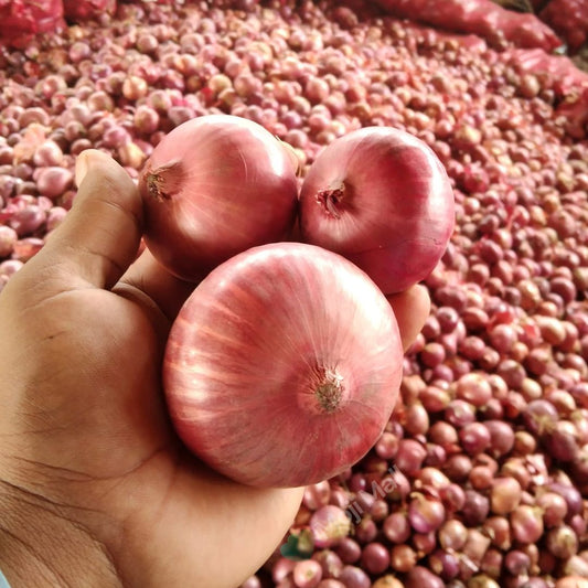 Onion Nasar-puri – 300+ Seeds