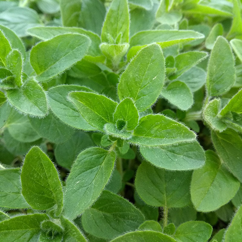 Oregano – 50+ Seeds