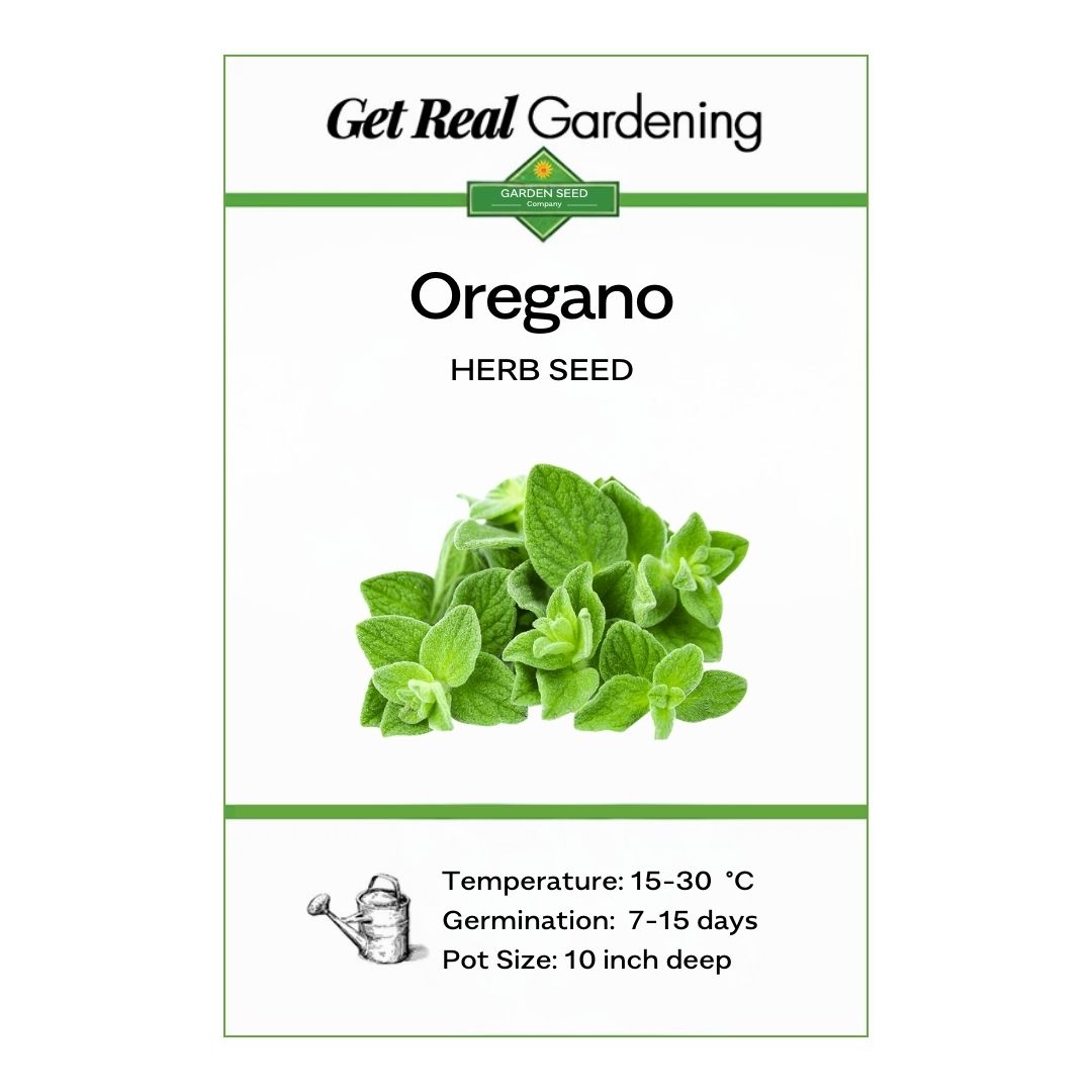 Oregano – 50+ Seeds