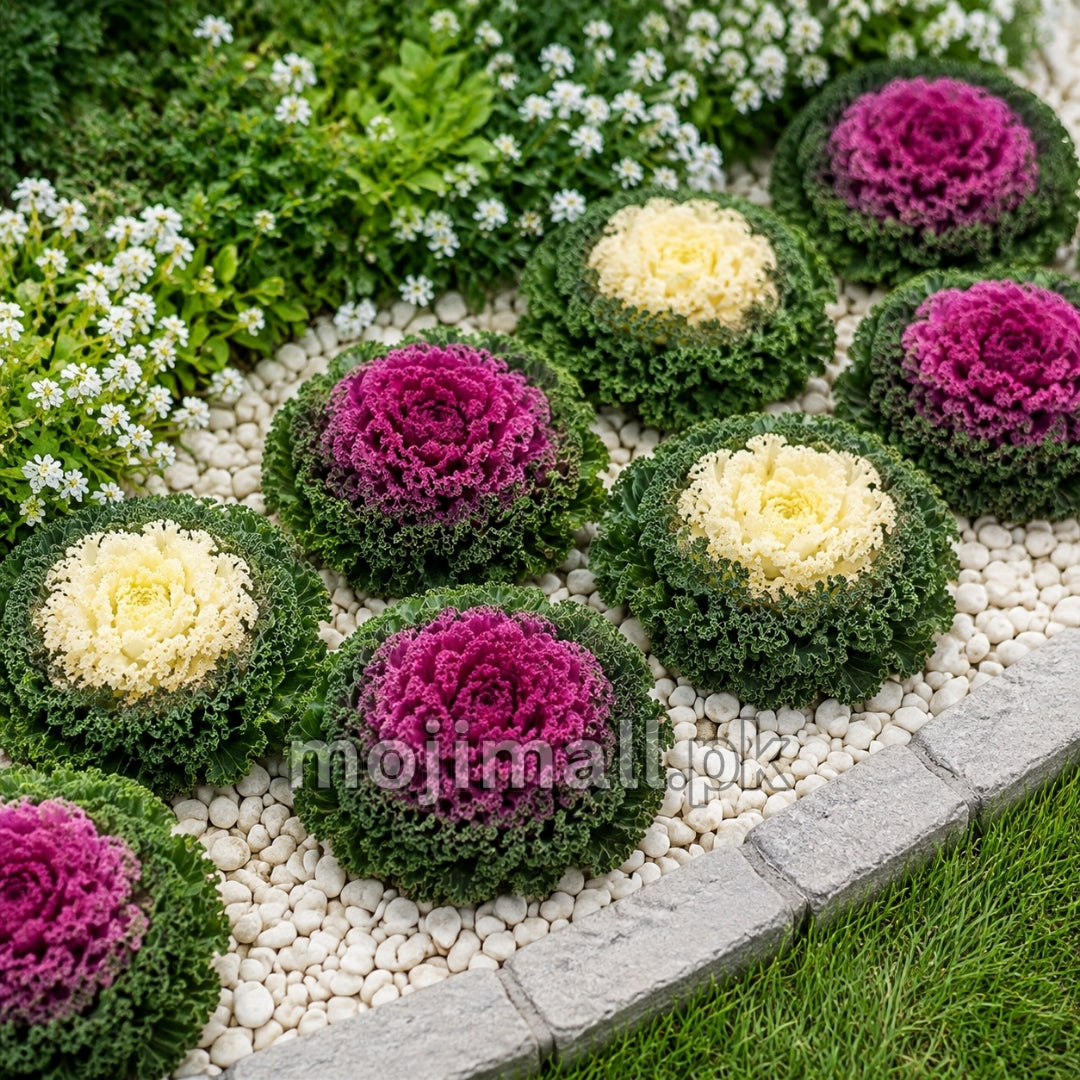 Flowering Kale forming colourful rosettes of decorative leaves grown from ornamental seeds in Pakistan by Moji Mall.