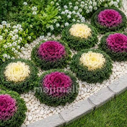 Flowering Kale forming colourful rosettes of decorative leaves grown from ornamental seeds in Pakistan by Moji Mall.