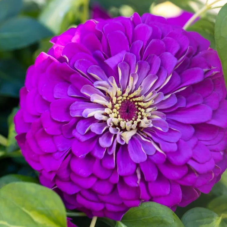 Zinnia Giant - Double Purple - Seeds