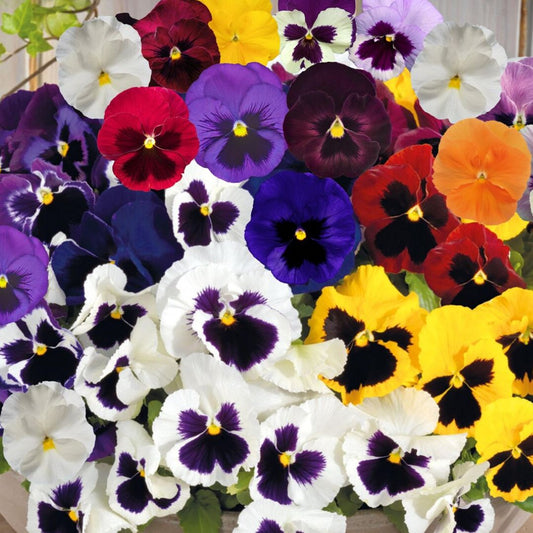 Pansy (گل بنفشہ) Mix – 30+ Seeds