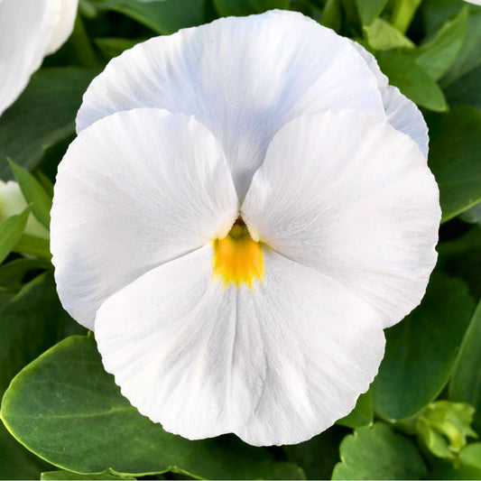 White pansy flower with a yellow center on green leaves
