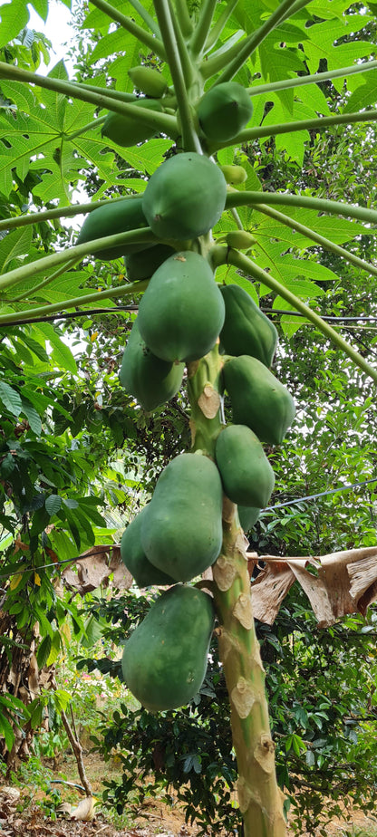 Papaya Fertilizer