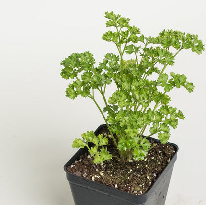 Parsley (پارسلے) - Seeds