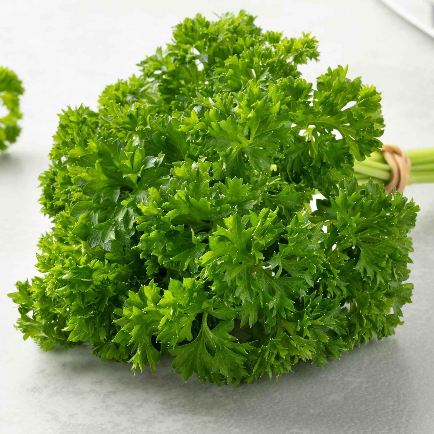 parsley grown from seeds