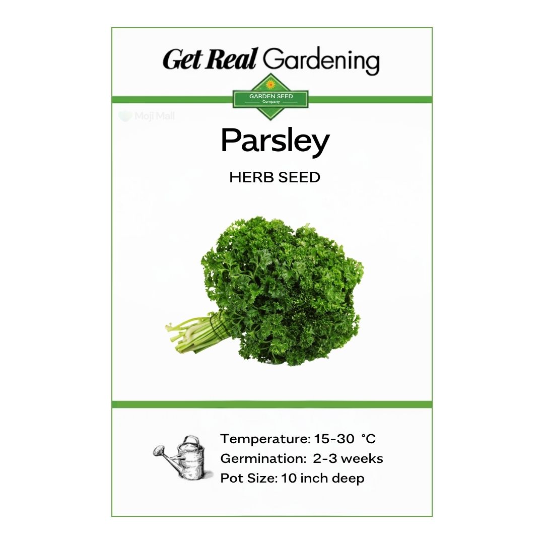 Parsley (پارسلے کے بیج) – 100+ Seeds