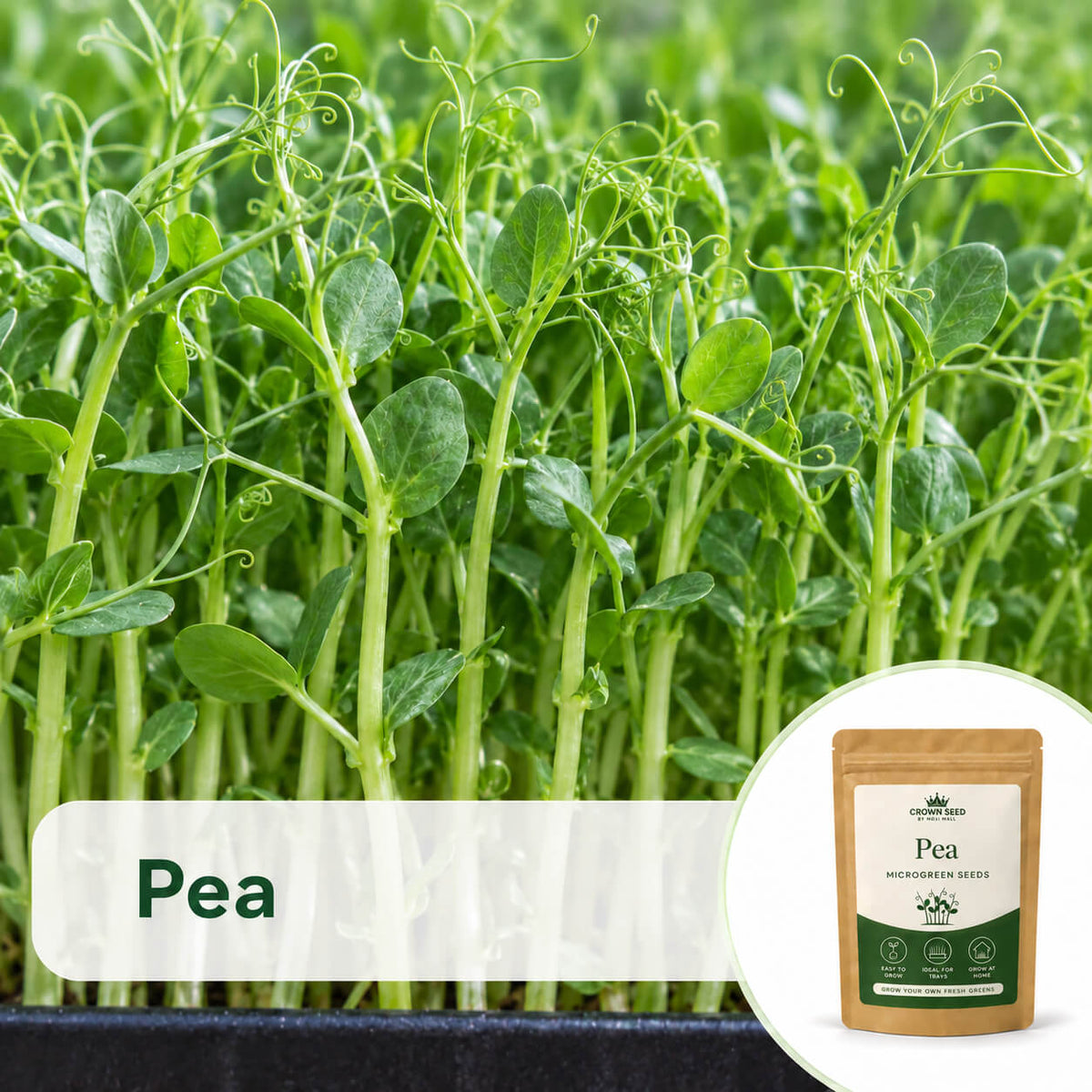 Peas: Microgreens Seeds