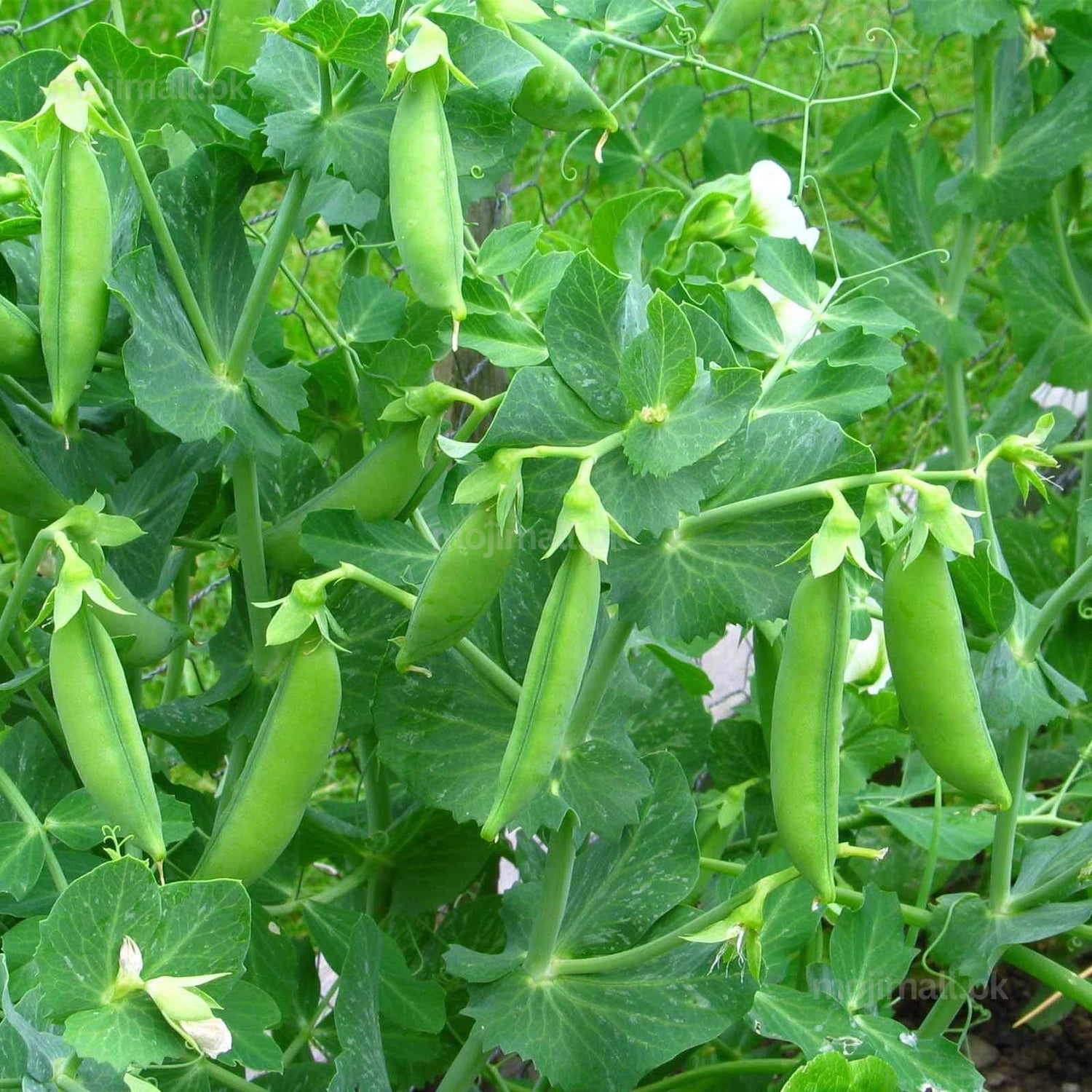 Desi Seeds