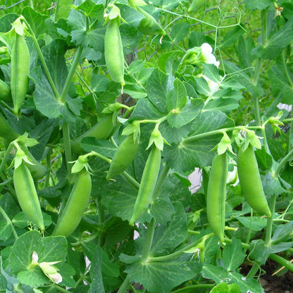 Fresh peas hanging on the plant, showing off their vibrant green color and ready to be harvested from the healthy plant.