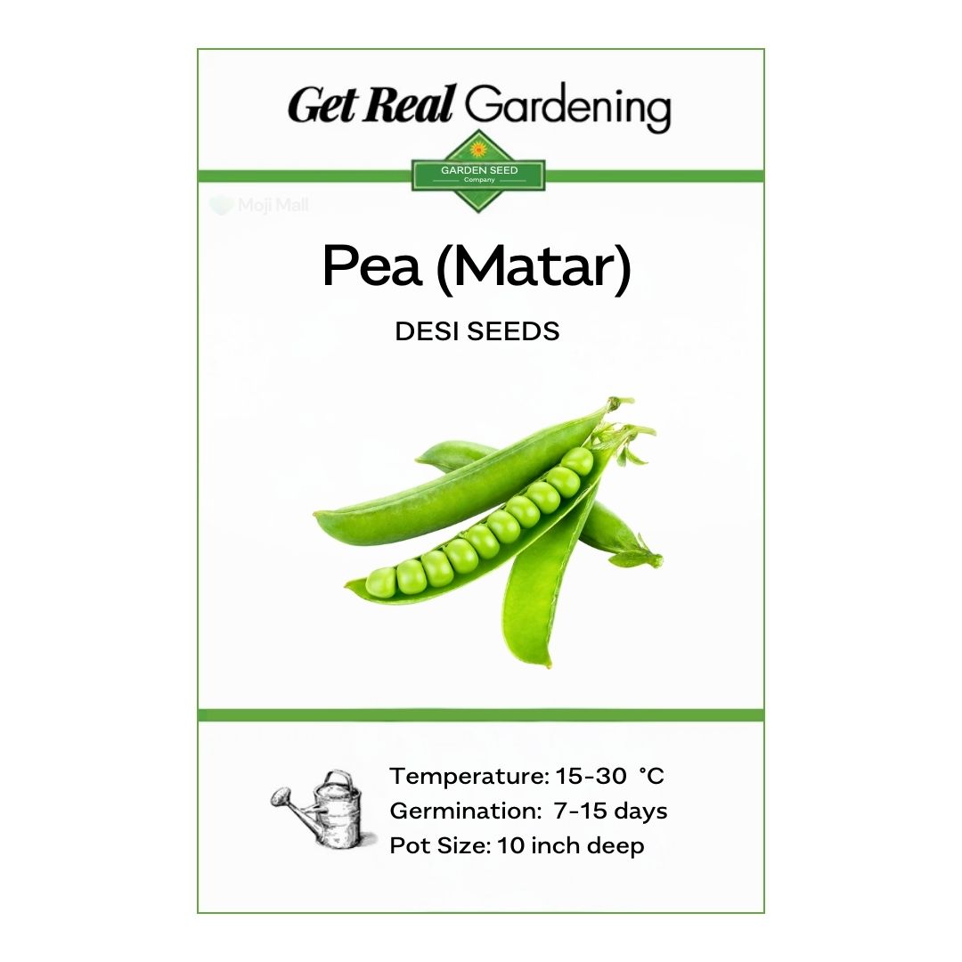 Pea (دیسی مٹر کے بیج) – 25+ Seeds