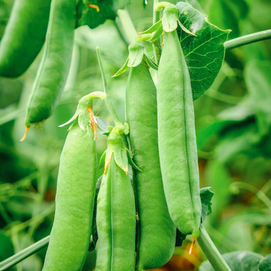 Green peas growing on a vine with green leaves