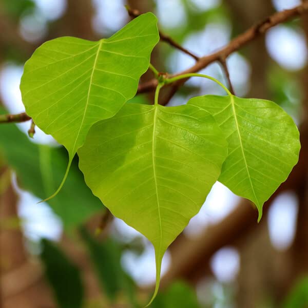 Scared Fig (Peepal, پیپل) - Tree Seeds