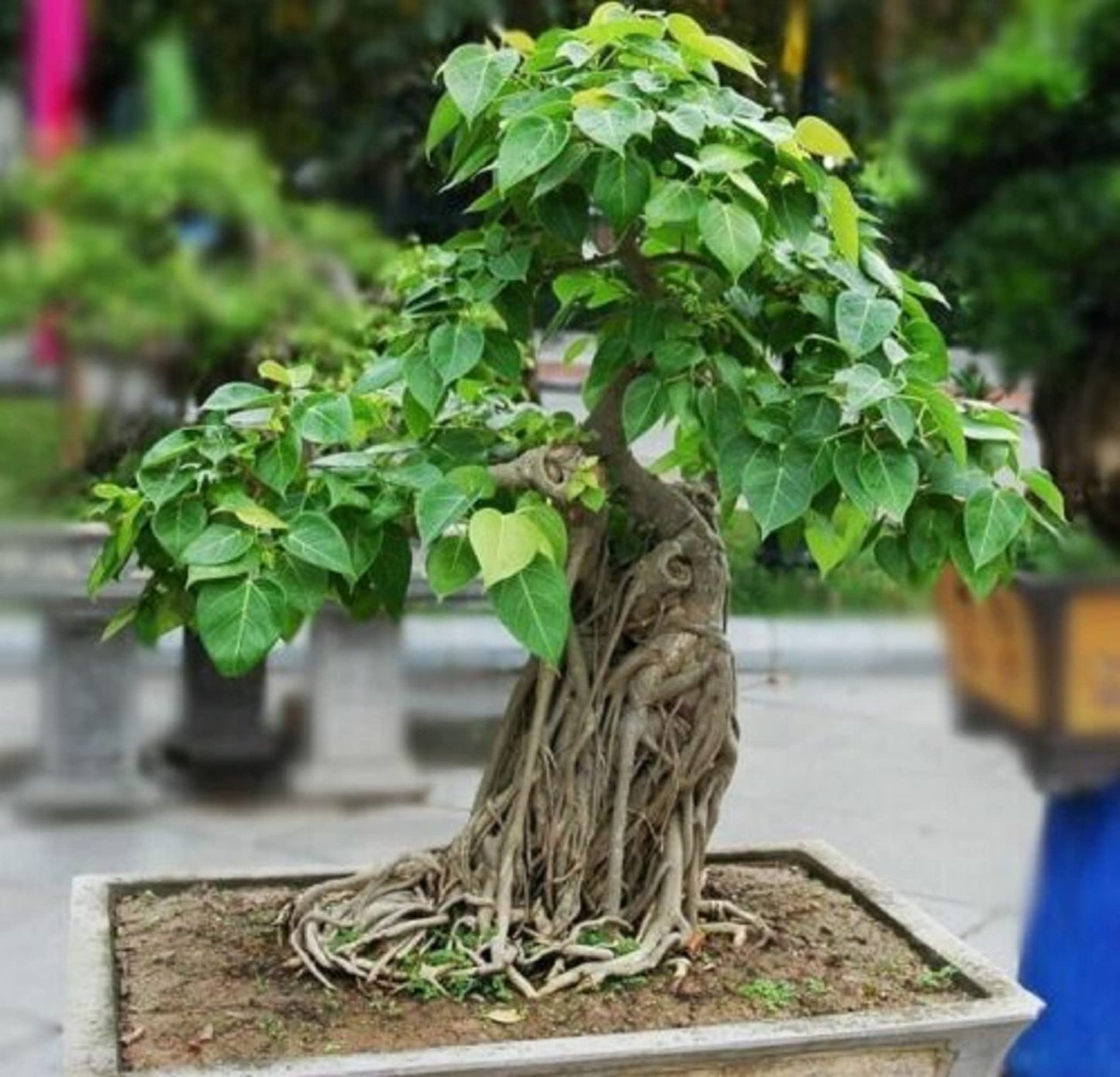 Scared Fig (Peepal, پیپل) - Tree Seeds