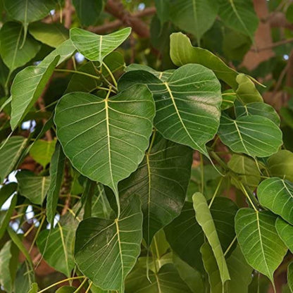 Scared Fig (Peepal, پیپل) - Tree Seeds