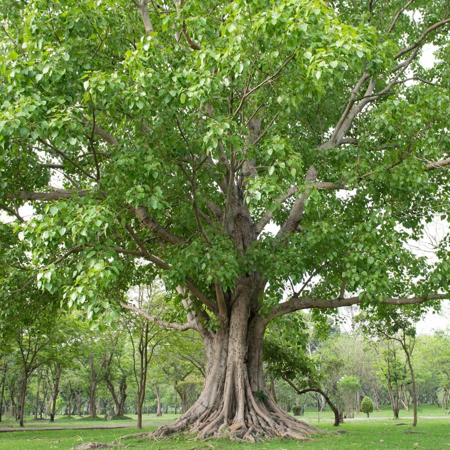 Scared Fig (Peepal, پیپل) - Tree Seeds