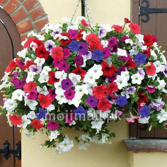 Petunia Mix blooming with colourful trumpet-shaped flowers from flower seeds in Pakistan by Moji Mall.