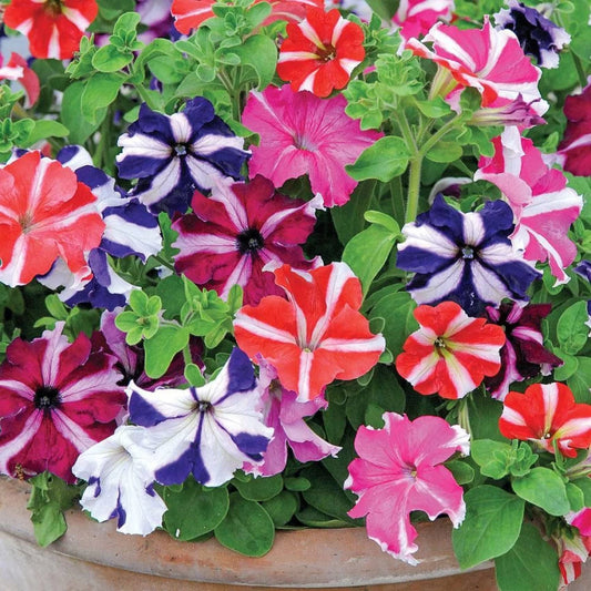 Petunia Star Mix - Seeds