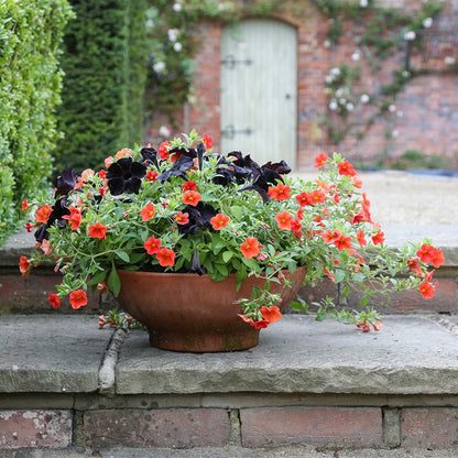 Petunia Black – F1 Hybrid 20 Seeds