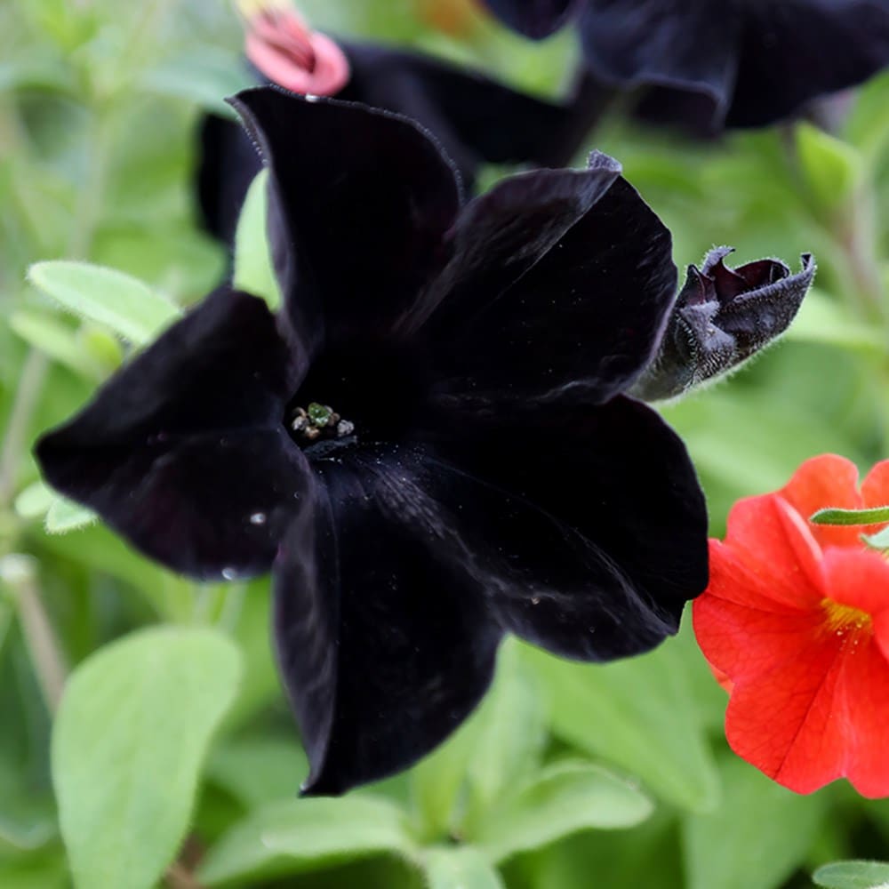 Petunia Black – F1 Hybrid 20 Seeds