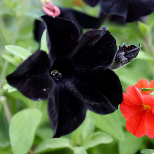 Petunia Black – F1 Hybrid 20 Seeds