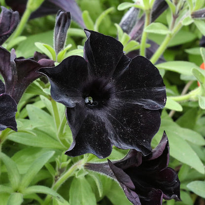 Petunia Black – F1 Hybrid 20 Seeds