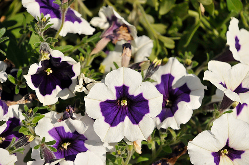 Petunia Blue Picotee – F1 Hybrid 50+ Seeds