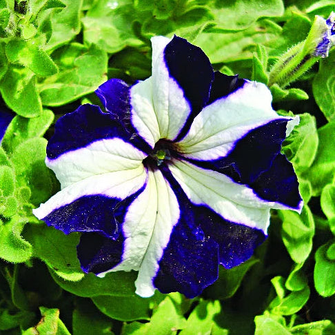 Blue and white petunia flower with green leaves in the background