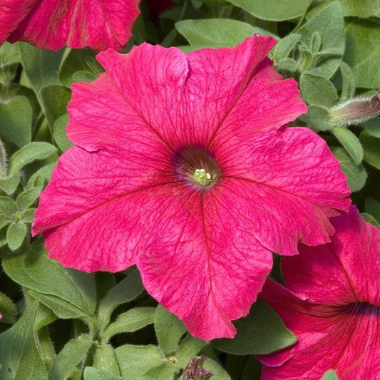 Petunia Deep Rose – F1 Hybrid 30+ Seeds