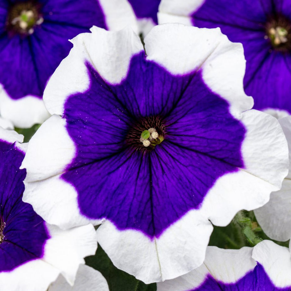 Close-up of blue and white flowers with a focus on symmetry