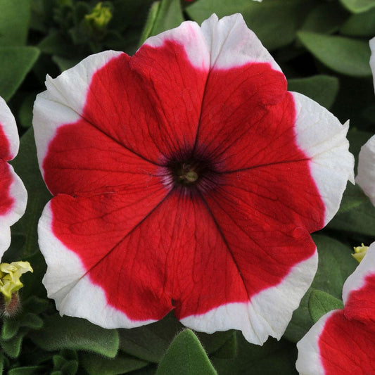 Petunia Red Picotee – F1 Hybrid 50+ Seeds
