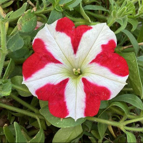 Red and white petunia flower surrounded by green leaves