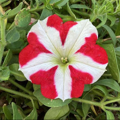 Red and white petunia flower surrounded by green leaves