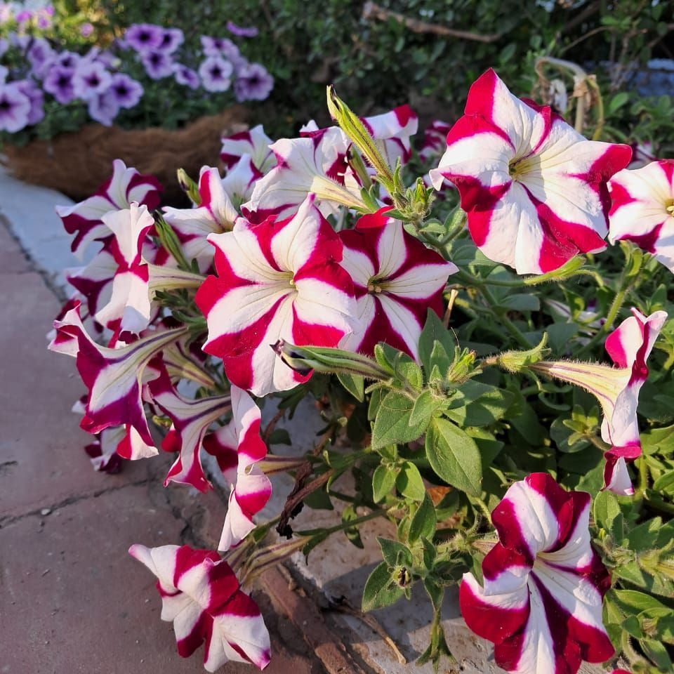 Red and white flowers with green leaves in a garden setting