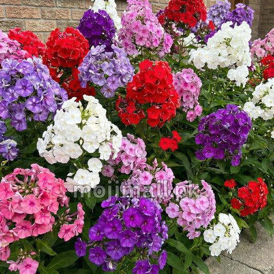 Phlox Mix (گل فلاکس) – 60+ Seeds