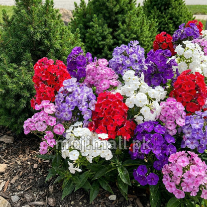 Phlox Mix (گل فلاکس) – 30+ Seeds