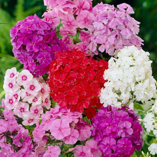 Phlox Paniculata Mixed - Seeds