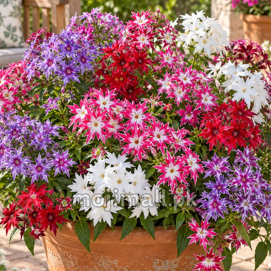 Phlox (Twinkles) Mix – 30+ Seeds