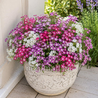 Phlox (Twinkles) Mix – 60+ Seeds