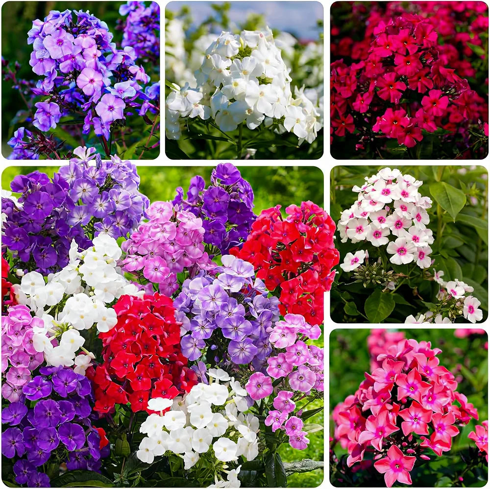 Phlox Paniculata Mixed - 150+ Seeds (WINTER)