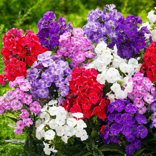 Phlox Mix (گل فلاکس) – 60+ Seeds (WINTER)-Moji Mall