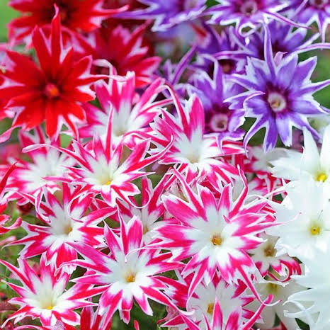 Phlox (Twinkles) Mix – 30+ Seeds