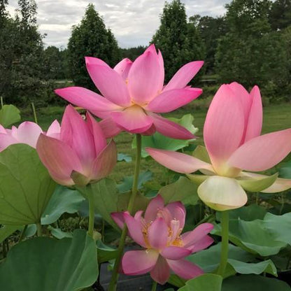 Lotus (Kanwal) - Pink - 5 Seeds